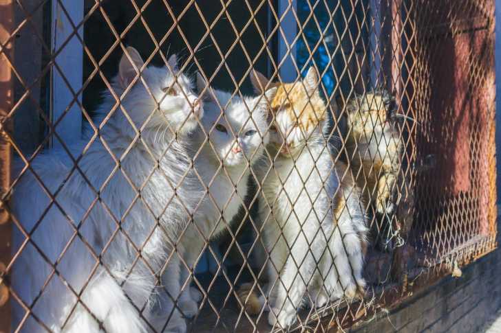 Chat Vole Les Vols De Chats