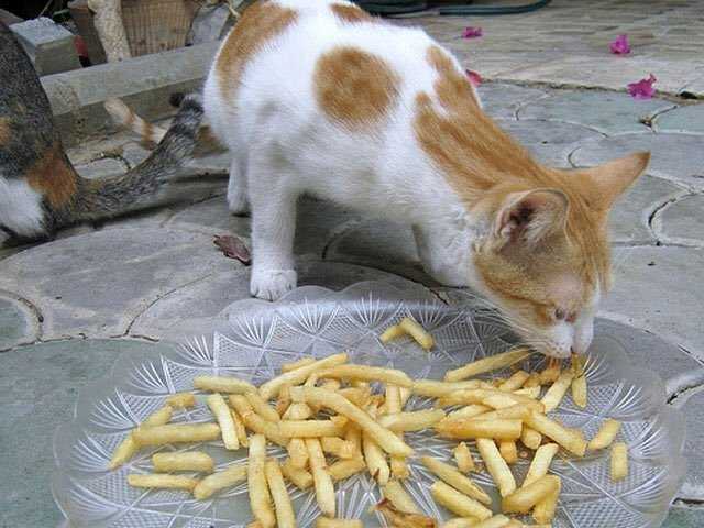 Chat Vole Les Vols De Chats