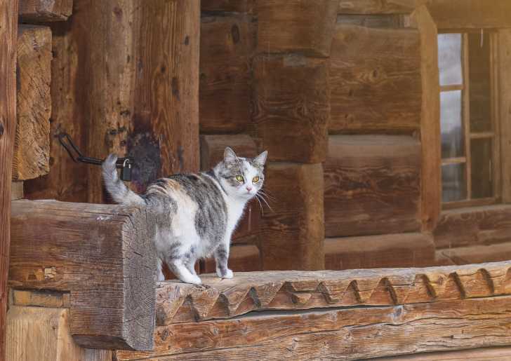 Chat Vole Les Vols De Chats