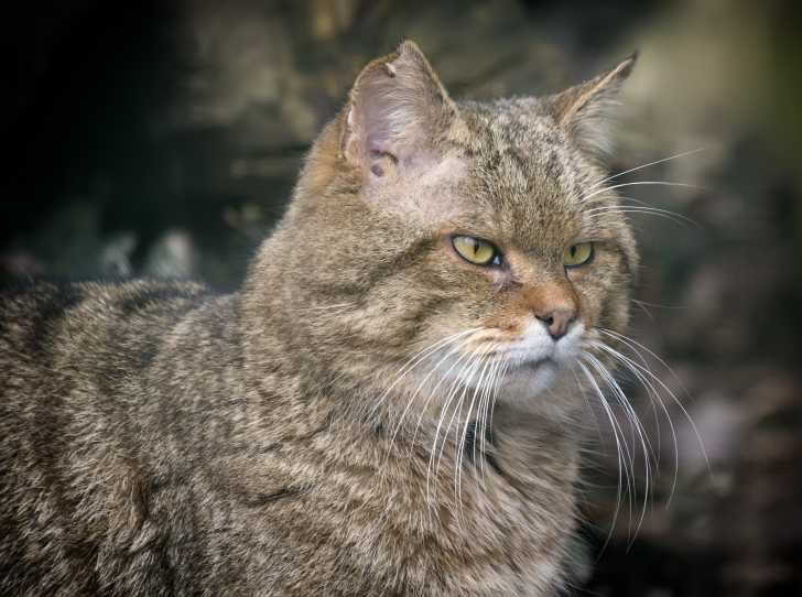 Le Chat Forestier Ou Chat Sauvage D Europe Un Chat Sauvage A Decouvrir