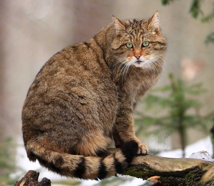 Chat Sauvage Les Especes De Chats Sauvages Dans Le Monde Chat Sauvage Les Especes De Chats Sauvages Dans Le Monde