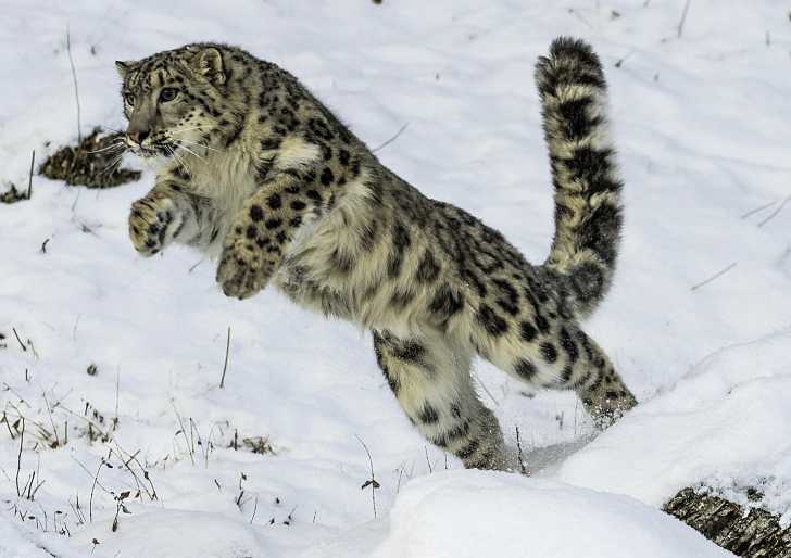 La Panthere Des Neiges Ou Leopard Des Neiges