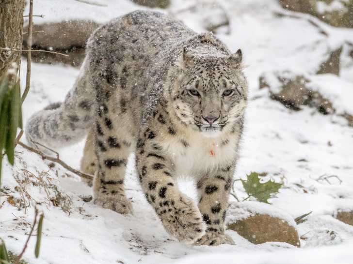 La Panthere Des Neiges Ou Leopard Des Neiges