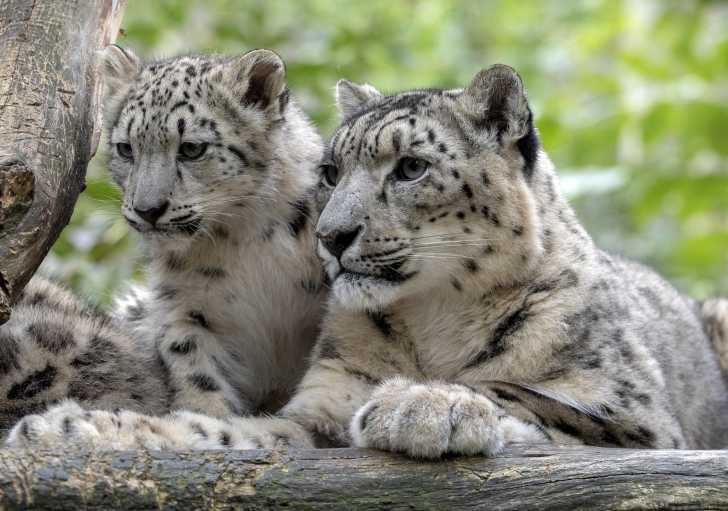 La Panthere Des Neiges Ou Leopard Des Neiges