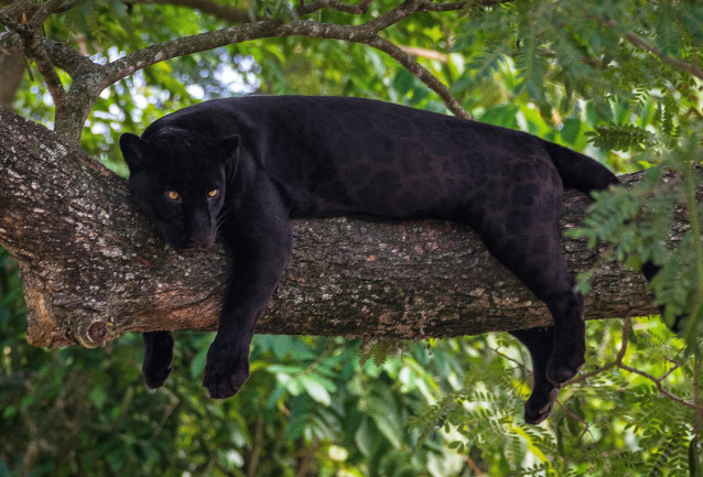 La Panthère Noire Morphologie Habitat Reproduction