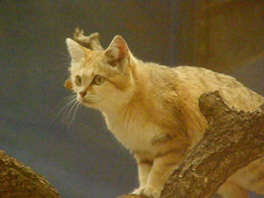 Le Chat Des Sables Morphologie Alimentation Mode De Vie