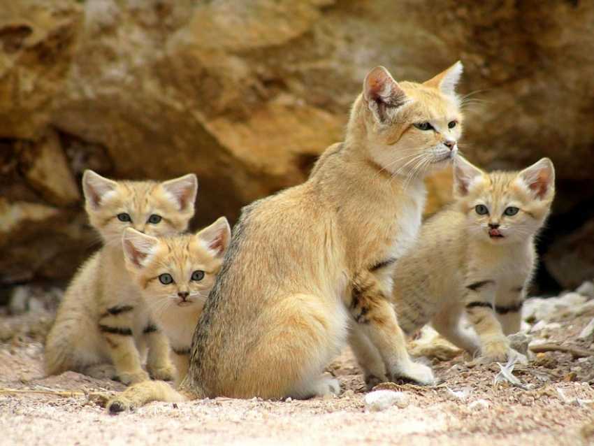 Le Chat Des Sables Morphologie Alimentation Mode De Vie