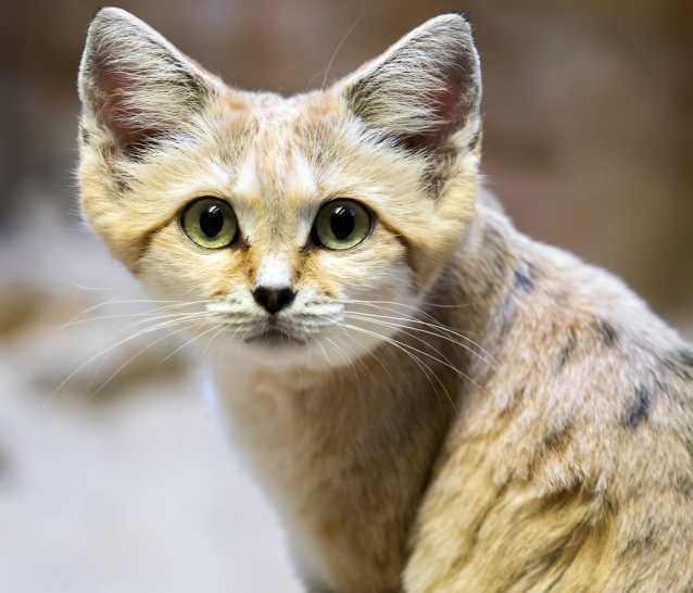 Le Chat Des Sables Morphologie Alimentation Mode De Vie