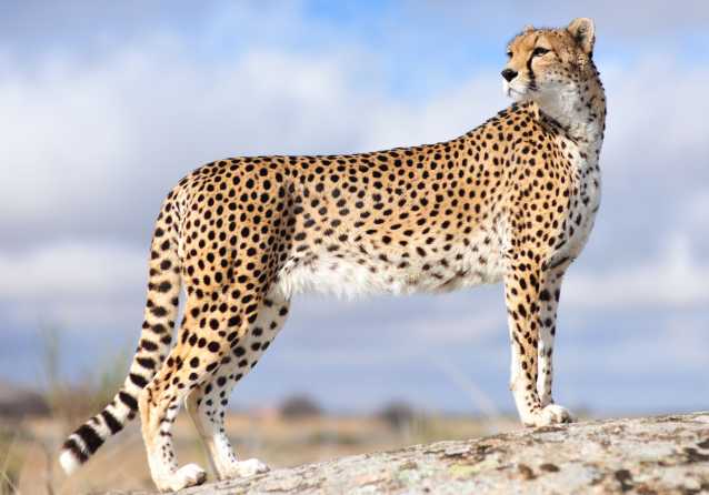 Le Guepard Alimentation Habitat Mode De Vie