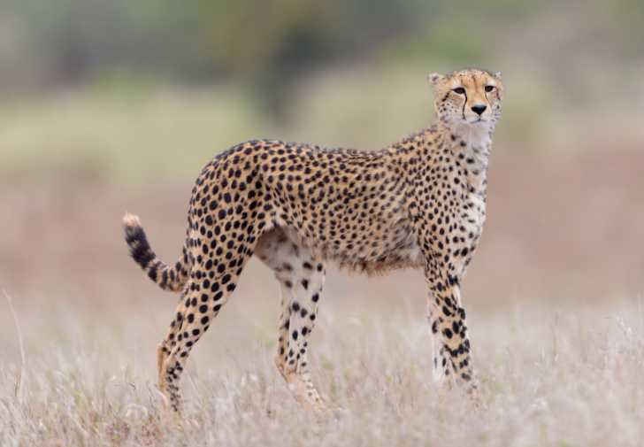 Le Guepard Alimentation Habitat Mode De Vie