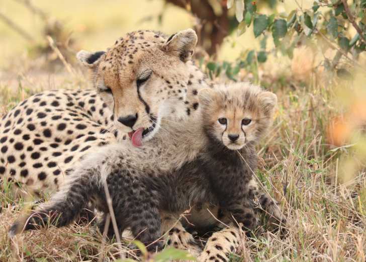 Le Guepard Alimentation Habitat Mode De Vie