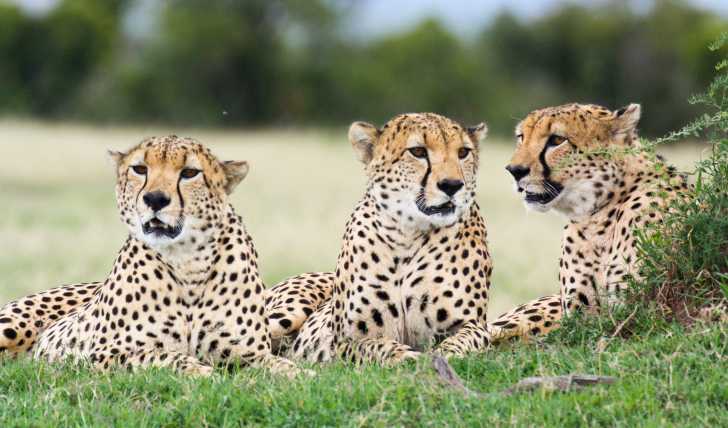 Le Guepard Alimentation Habitat Mode De Vie