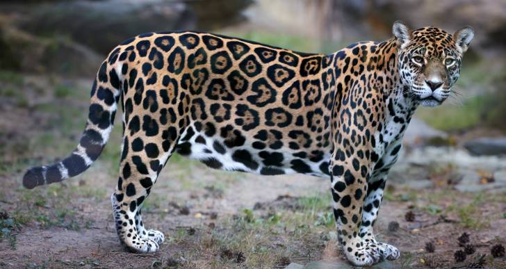 Jaguar le culture