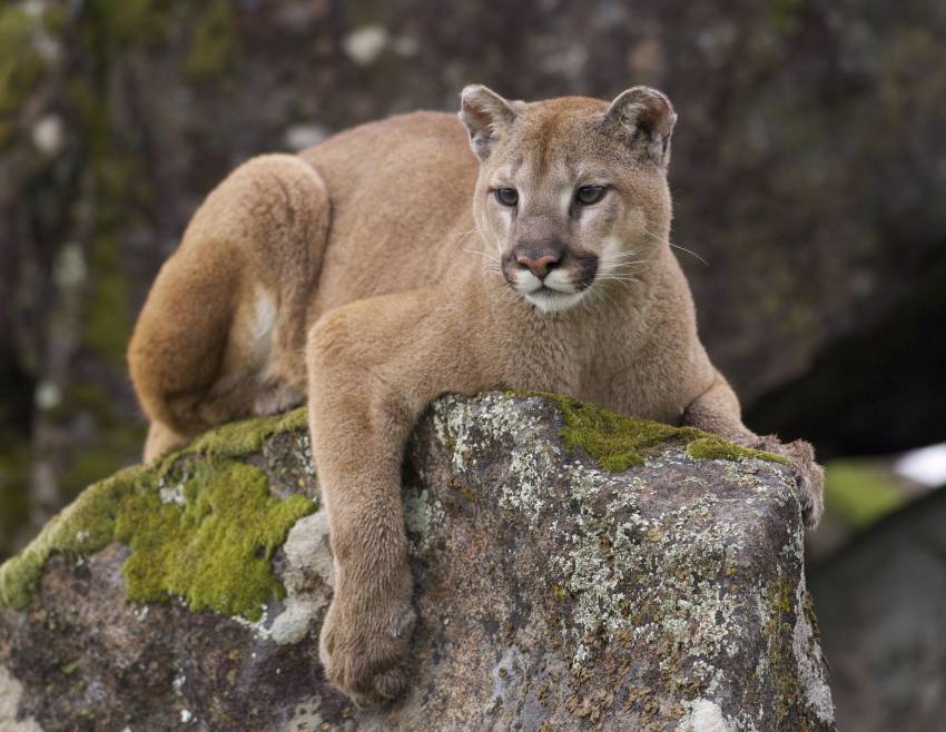 Le Puma Morphologie Habitat Alimentation Mode De Vie 