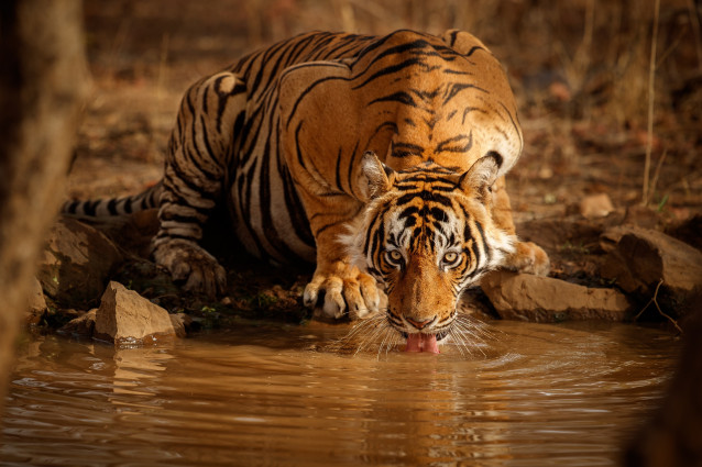 Le tigre  du  Bengale morphologie alimentation mode de 