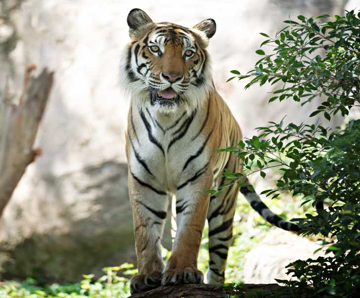 Le Tigre Du Bengale Morphologie Alimentation Mode De Vie