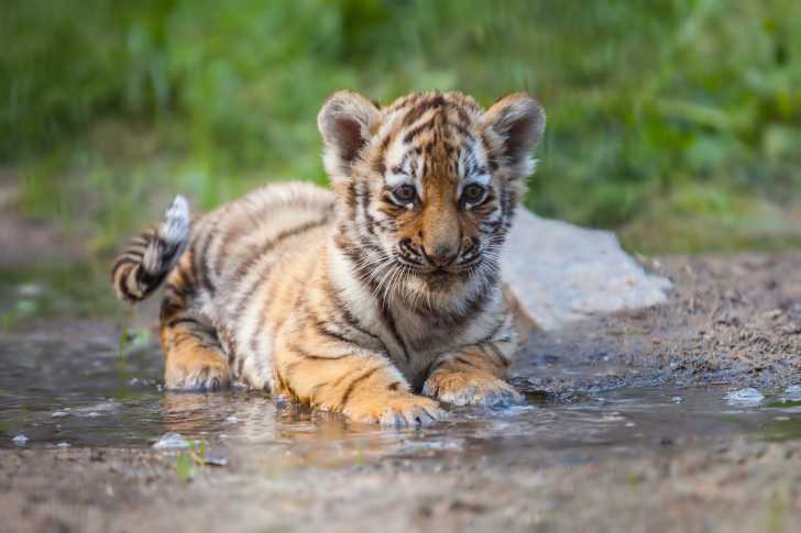 Le Tigre Du Bengale Morphologie Alimentation Mode De Vie