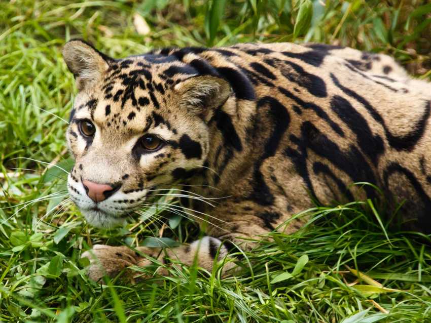 moins impressionnants que les félins les plus imposants (lion, jaguar, guépard, puma), ces chats sauvages sont bien souvent méconnus du grand public.