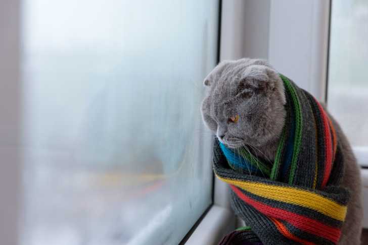 Les Races De Chats Qui Supportent Mal Le Froid