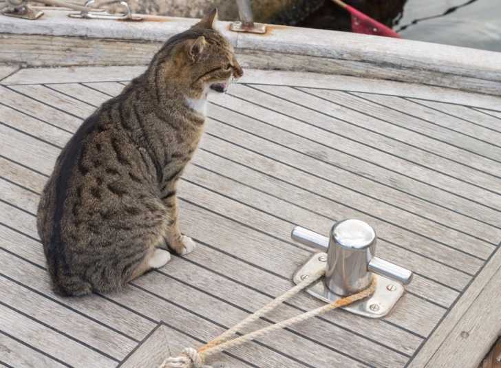 Les Superstitions Et Légendes Sur Les Chats à Travers Les âges