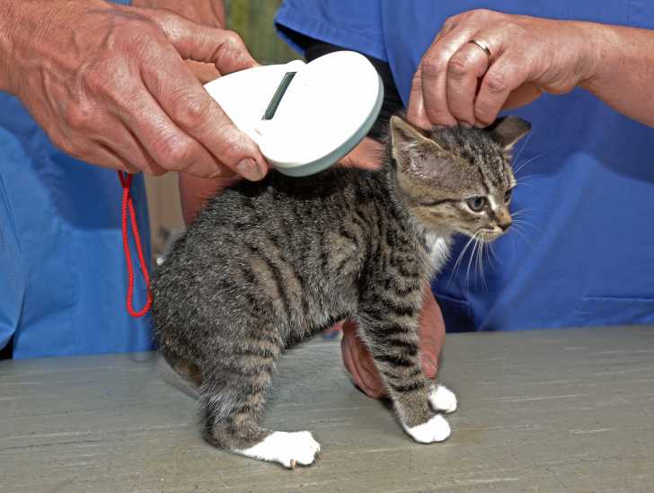 Faire Identifier Son Chat Par Puce Electronique Ou Tatouage