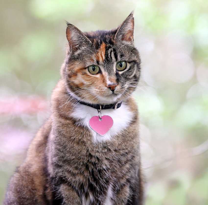 Faire Identifier Son Chat Par Puce Electronique Ou Tatouage