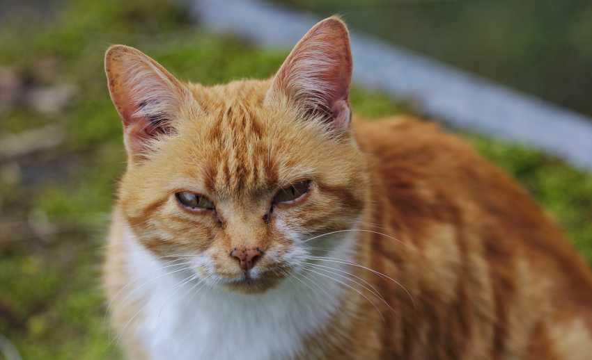 identification du chat : puce électronique et tatouage 🐱