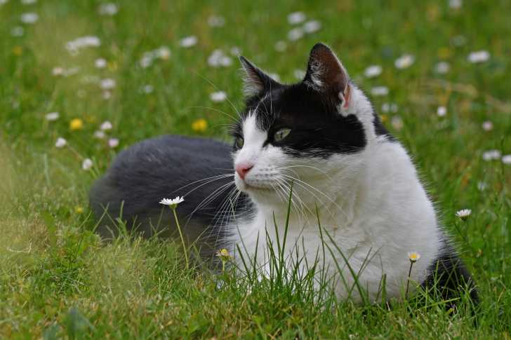 Chat De Gouttiere Noir