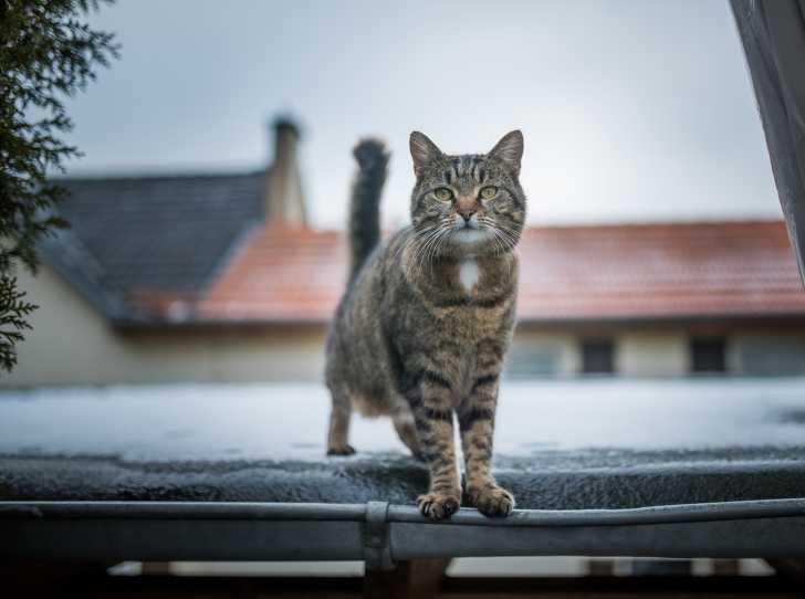 Le Chat De Gouttiere Ou Chat Commun