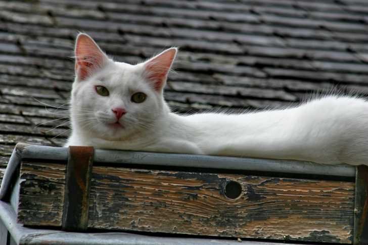 Le Chat De Gouttiere Ou Chat Commun