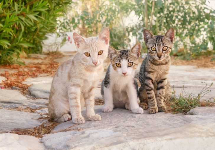 Le Chat De Gouttiere Ou Chat Commun