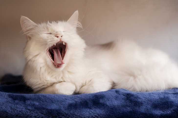 Les Chats Au Nez Ecrase Ou Chats Brachycephales Les Chats Au Nez Ecrase Ou Chats Brachycephales