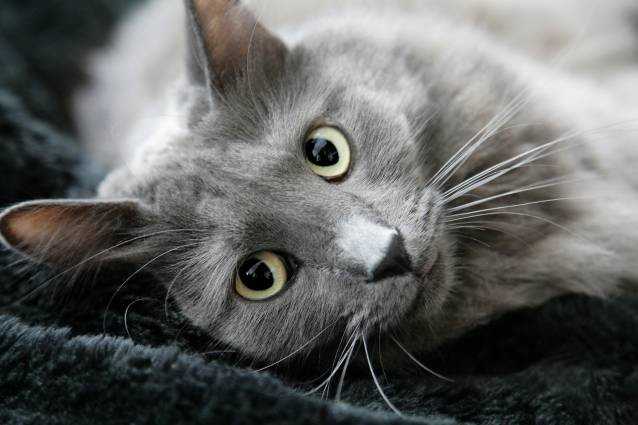 Les Plus Belles Races De Chats Gris