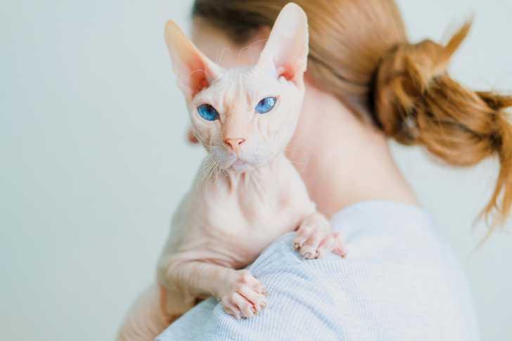 Les Races De Chat Sans Poil