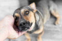 Une main caresse un chien qui regarde l'objectif