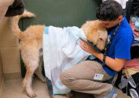 Un bénévole soigne un chien dans un refuge