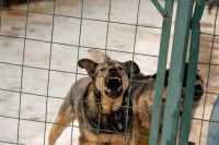 Un chien agressif dans un refuge canin