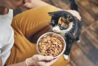 Un cat-sitter donne à manger au chat qu'il garde