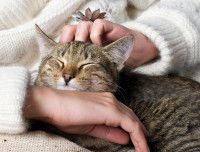Une femme cat-sitter prend soin du chat qu'elle garde
