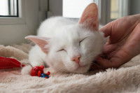 Un cat-sitter caresse un beau chat blanc