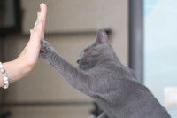 High-five entre un chat et un cat-sitter