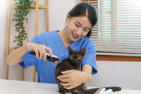 Une toiletteuse brosse un chat noir