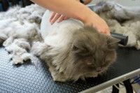 Une toiletteuse tond le pelage d'un Persan