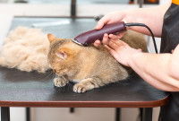 Un toiletteur tond le pelage d'un chat