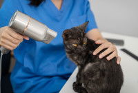 Une toiletteuse sèche un chat noir avec un sèche-cheveux