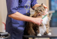 Un toiletteur félin brosse un chat à poil long