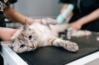 Un toiletteur et son assistant s'occupent d'un chat