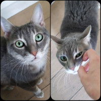 Un chat européen aux yeux verts