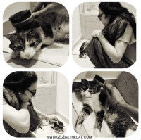 Cat-sitter qui s'occupe d'un chat