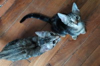 deux chatons tigrés